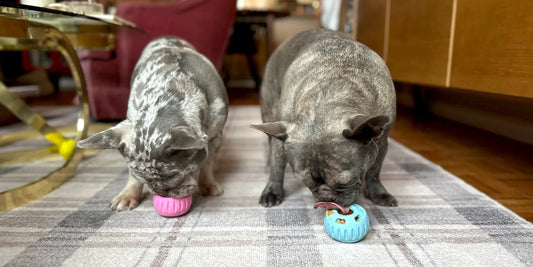 10 Essential Pet Products Every New Pet Owner Needs